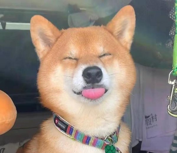 319策略 柴犬笑是真的笑吗？柴犬开心所表达的方式是什么？